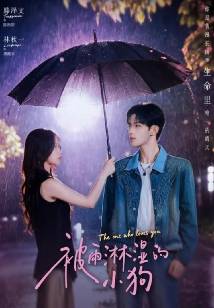 被雨淋湿的小狗全集